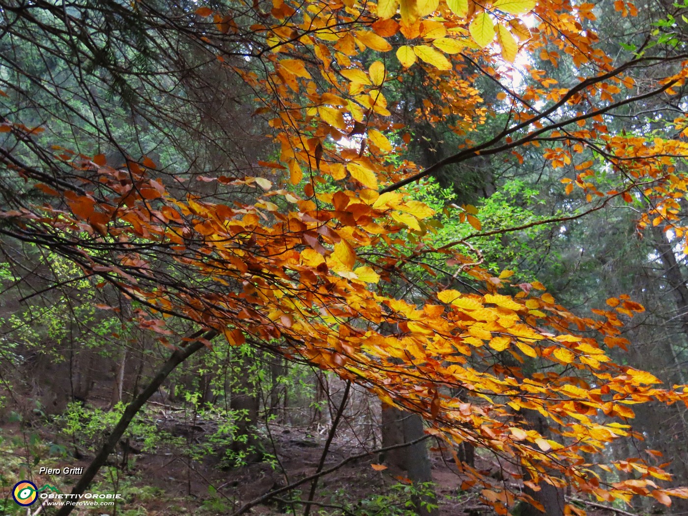 08 Foglie di faggio coloratissime.JPG
